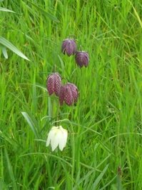 Fritillaria 'Meleagris'_0006.JPG